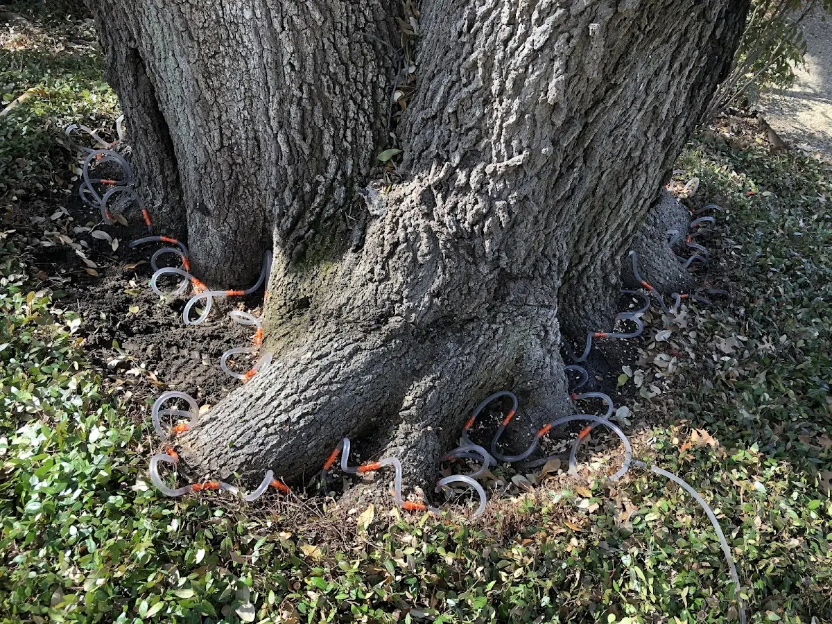 Detailed Tree Cabling and Bracing job site in Burley
